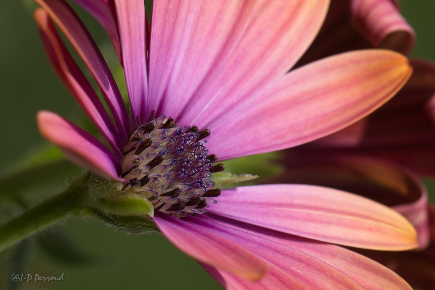 70-300 Sigma APO-fleurs-0111.jpg