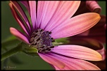 70-300 Sigma APO-fleurs-0111.jpg