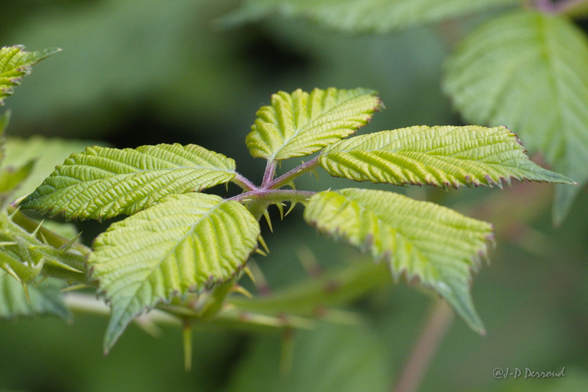 Etoile

feuilles 0030