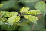 Etoile 
 
feuilles 0030