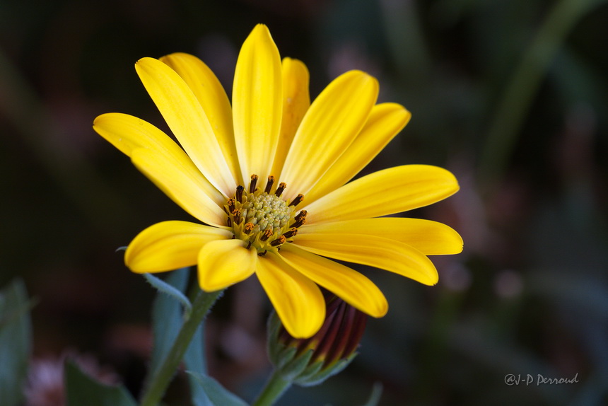 70-300 Sigma APO-fleurs-0112.jpg