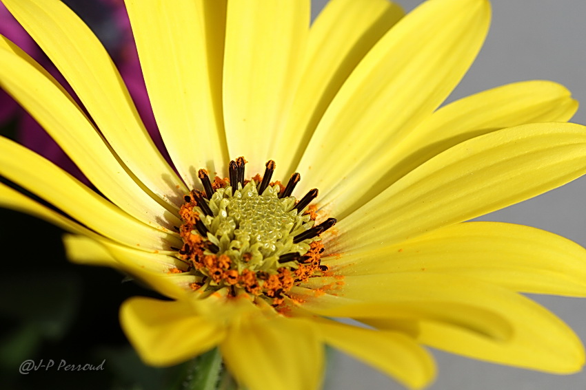 70-300 Sigma APO-fleurs-0083.jpg