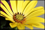 70-300 Sigma APO-fleurs-0083.jpg