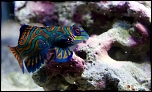 Aquarium de mer