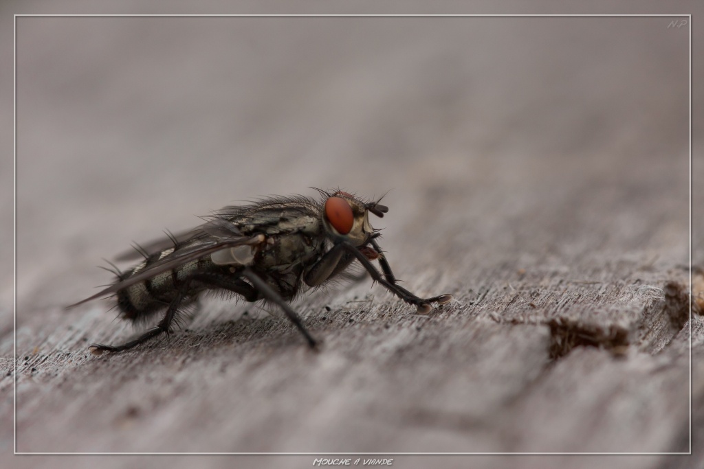 -mouche-viande.jpg