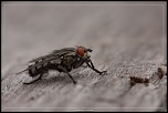 -mouche-viande.jpg