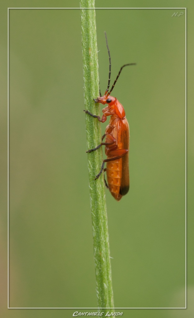 -cantharis-livida.jpg