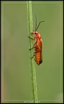 -cantharis-livida.jpg