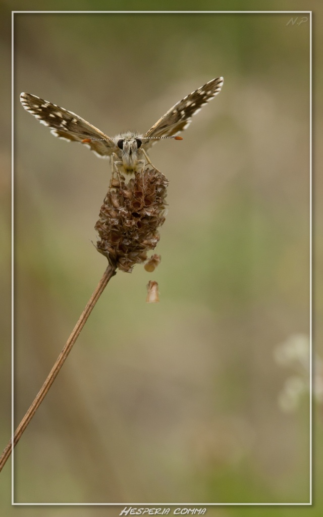 -hesperia-comma-2.jpg
