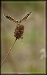 -hesperia-comma-2.jpg