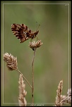 -petite-violette.jpg
