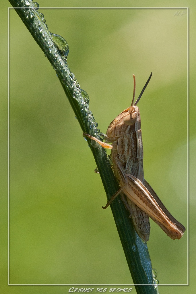 -criquet-des-bromes.jpg