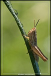 -criquet-des-bromes.jpg