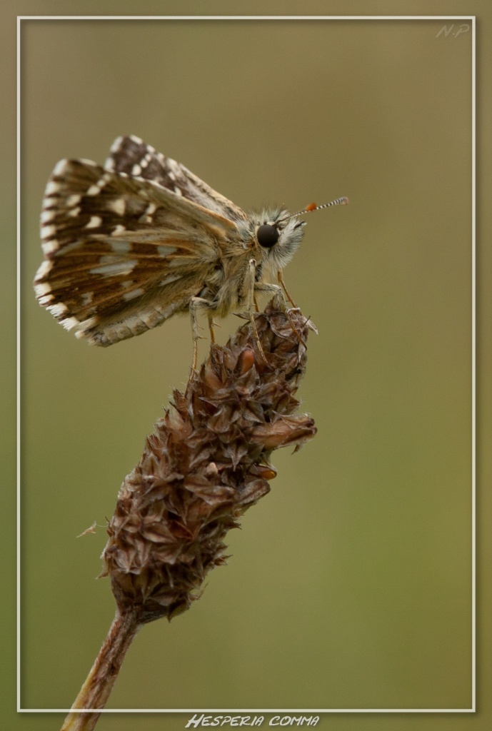 -hesperia-comma.jpg