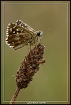 -hesperia-comma.jpg