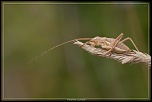 -tylopsis-lilifolia.jpg
