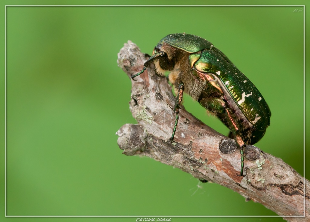 -cetoine-doree.jpg