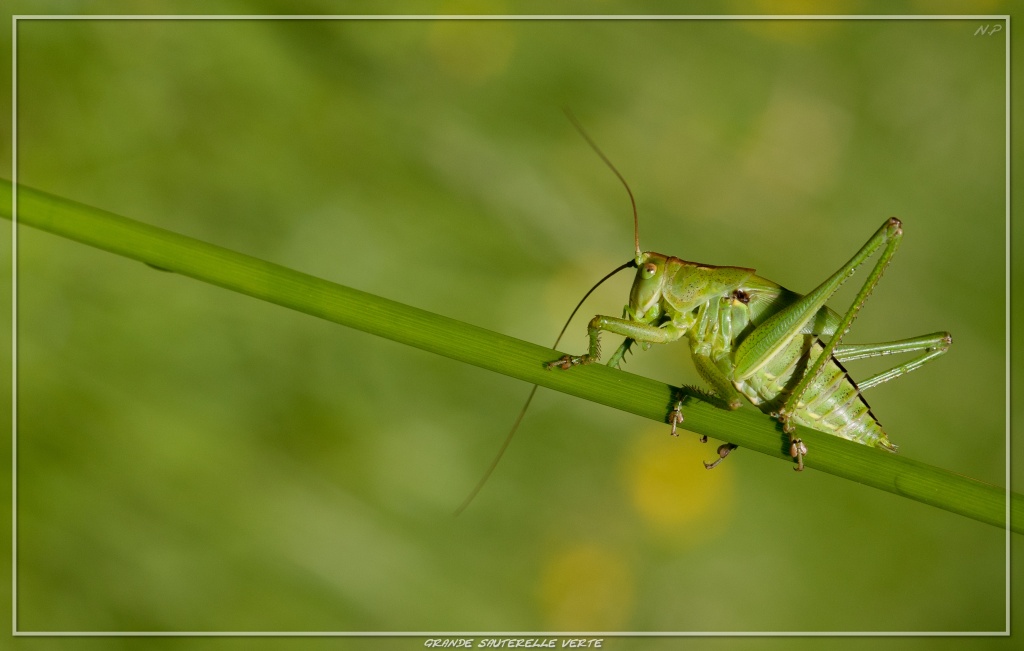 -grande-sauterelle-verte.jpg