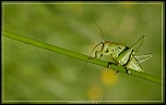 -grande-sauterelle-verte.jpg