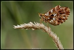 -petite-violette-3.jpg