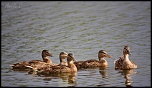 IMG 5860