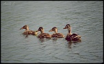 IMG 5862