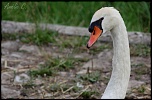 IMG 5806