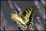 Pixel mort-img_0949.jpg