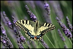 Pixel mort-img_0944.jpg