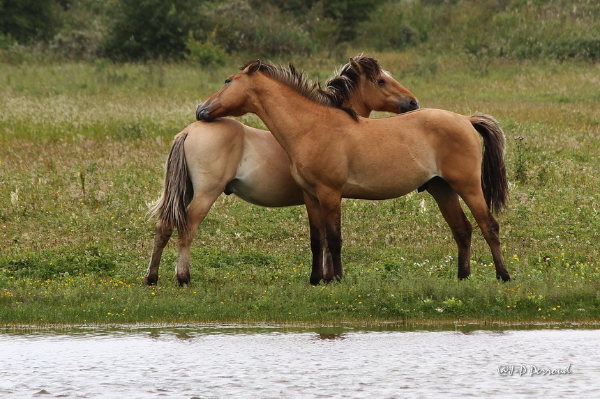 Ds que j'ai l'talon tourn !

Chevaux Picard, Rserve du Marquenterre  
Baie de Somme, Le Crotoy - France