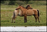 Ds que j'ai l'talon tourn ! 
 
Chevaux Picard, Rserve du Marquenterre   
Baie de Somme, Le Crotoy - France
