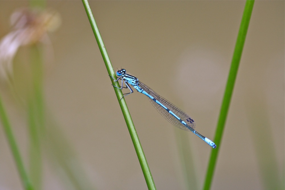 -libellule-bleue.jpg