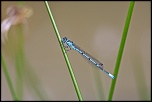 -libellule-bleue.jpg