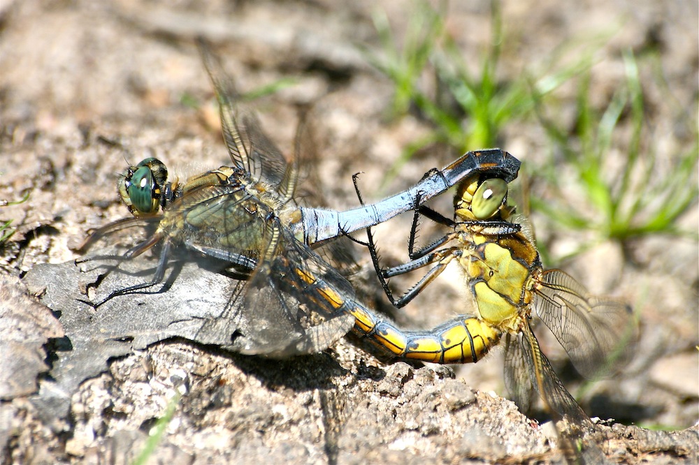 -couple-libellules.jpg