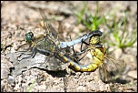-couple-libellules.jpg