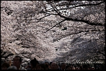 2009_04_07 Tokyo Cerisiers en Fleur