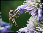 -img_3922.jpg