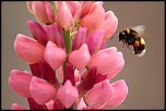 DON-insectes-088.jpg