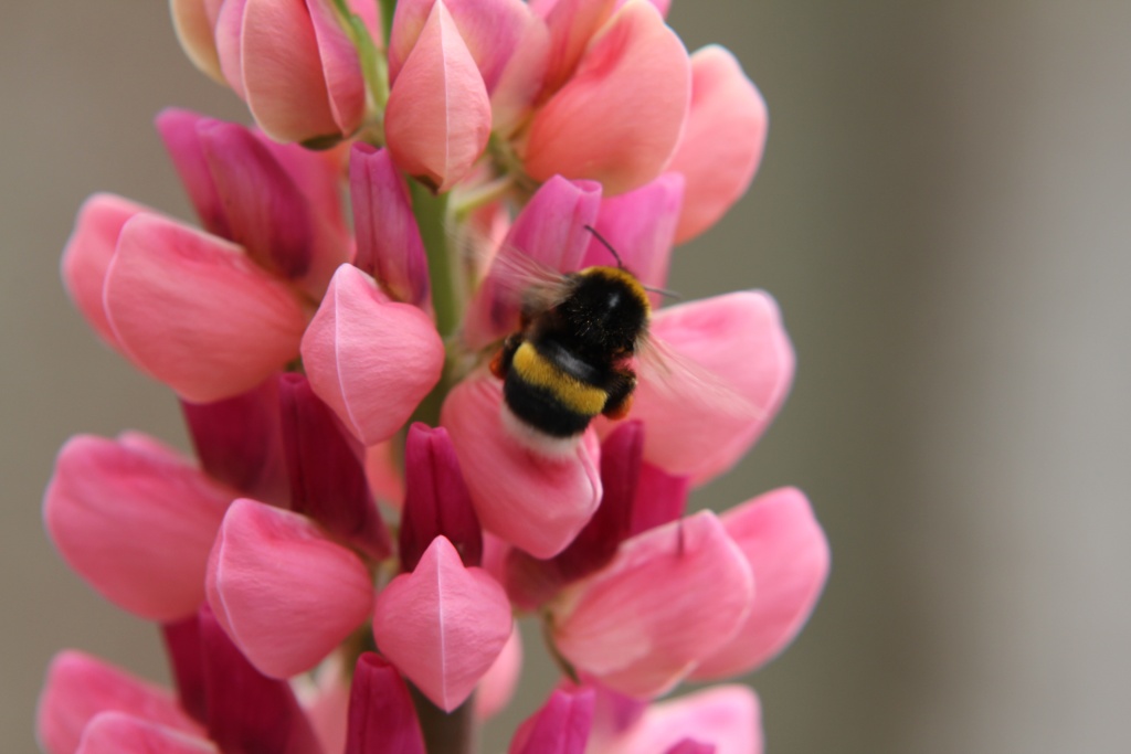 DON-insectes-078.jpg
