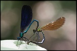 DON-img_4974.jpg