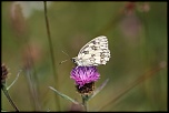DON-img_4913.jpg