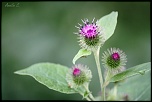 -img_6061.jpg