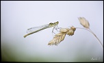 IMG 6059