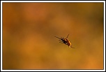 -img_0855.jpg
