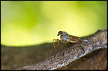 -img_1001.jpg