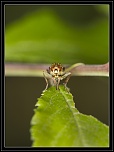 -img_1385.jpg