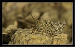 -img_1421.jpg