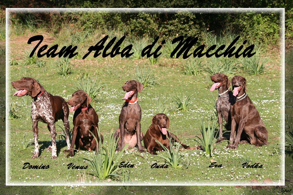 Team 6 chiens