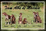 Team 6 chiens