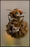 -mouche-nauseeuse-2.jpg